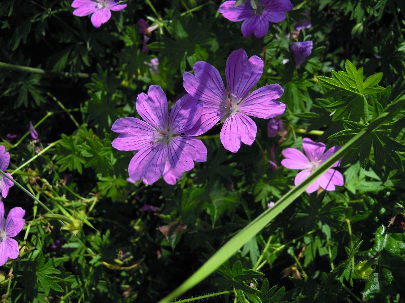 Geranium sanguineum